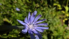 Cichorium intybus