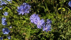 Cichorium intybus