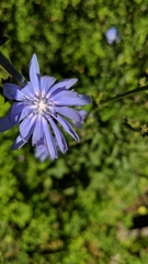 Cichorium intybus