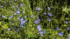 Cichorium intybus