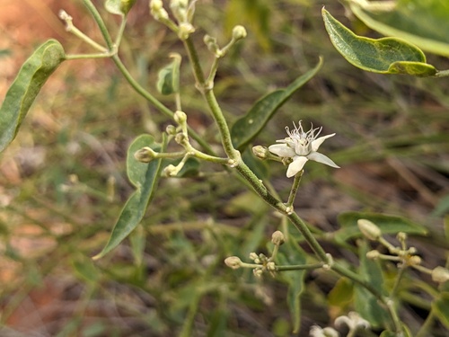 desert cynanchum (Cynanchum floribundum)
