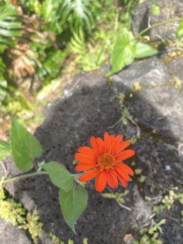 Tithonia rotundifolia observed 2024-10-05