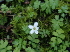Ellisiophyllum pinnatum