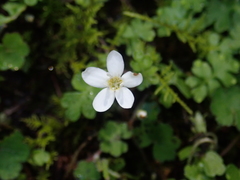 Ellisiophyllum pinnatum