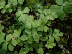 Ellisiophyllum pinnatum