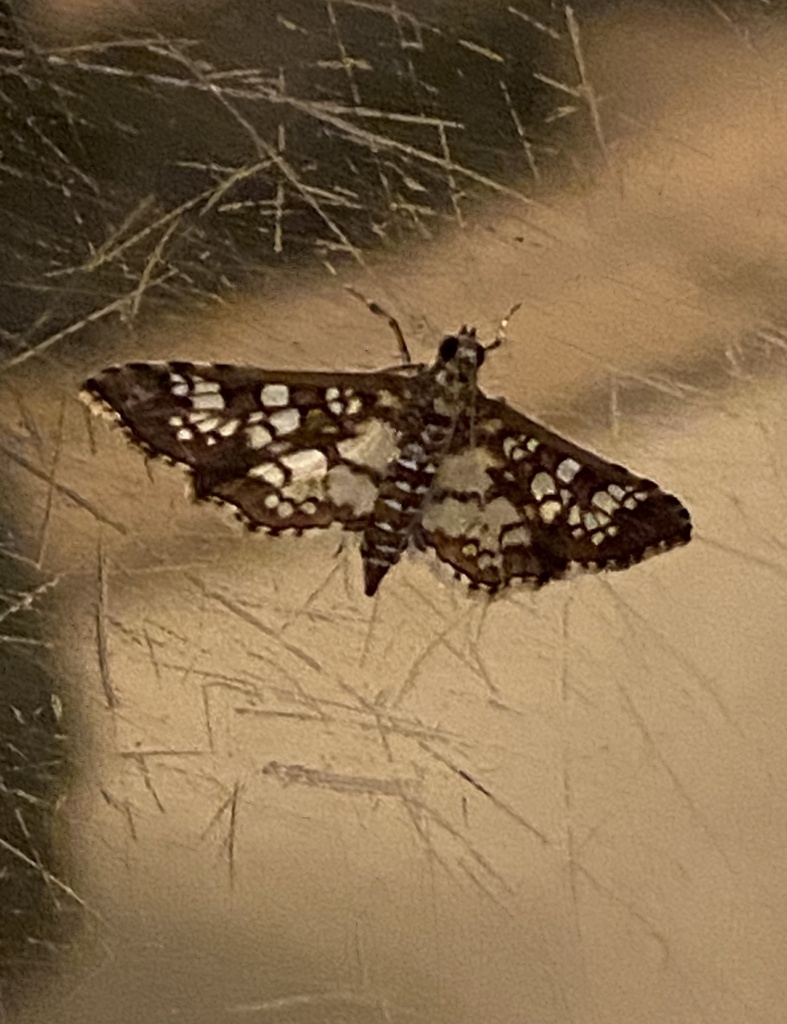 Stained-glass Moth from David Fort Rd, Argyle, TX, US on October 5 ...