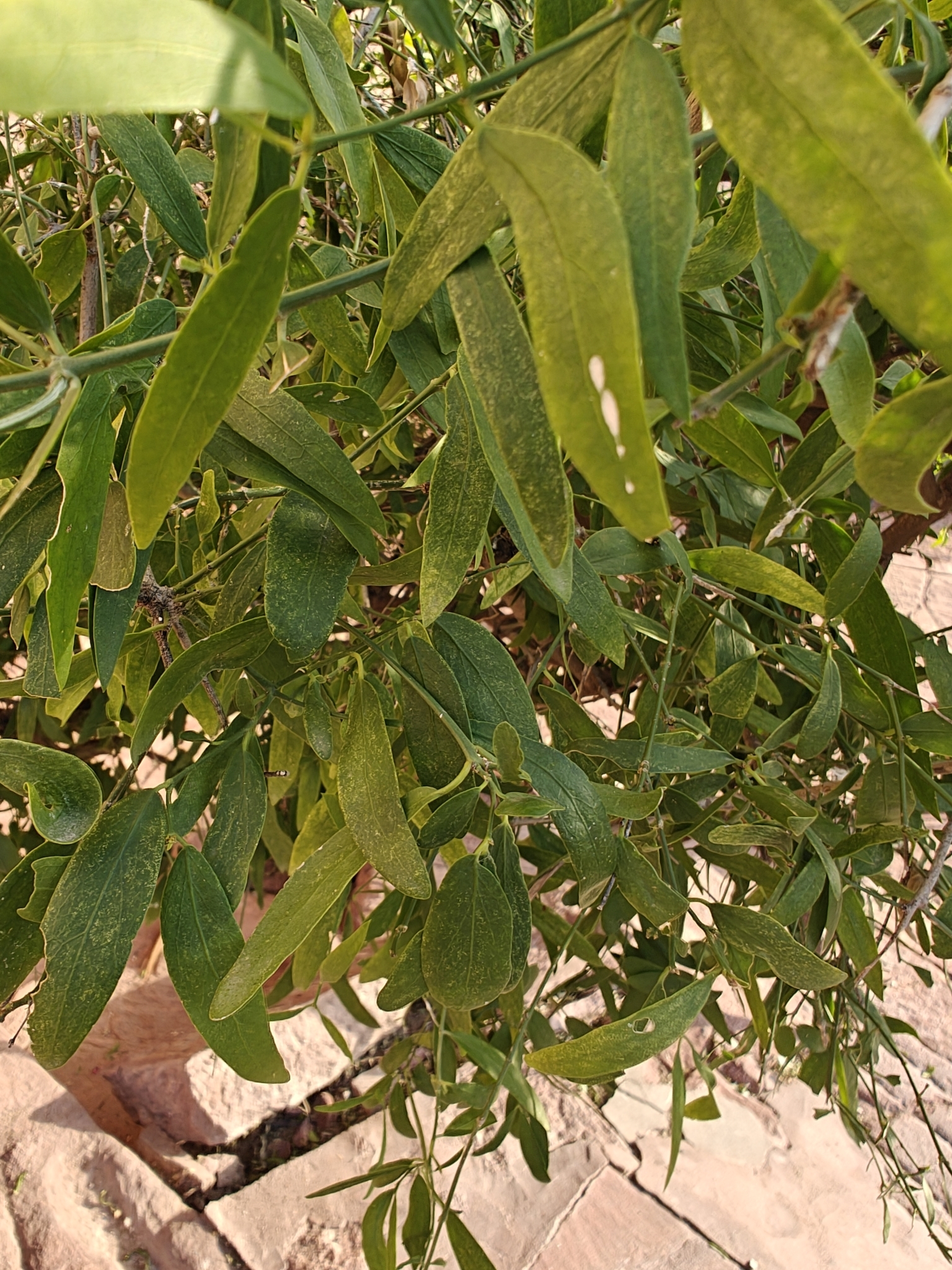 Salvadora oleoides