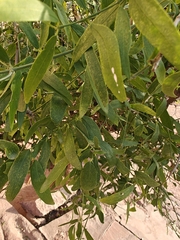 Salvadora persica (Salvadora oleoides)
