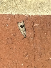 Notocelia uddmanniana