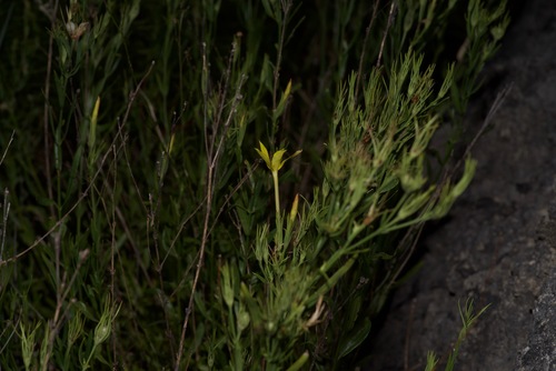 Image of Menodora longiflora by (c) Michelle W. （鍾偉瑋）, some rights reserved (CC BY)