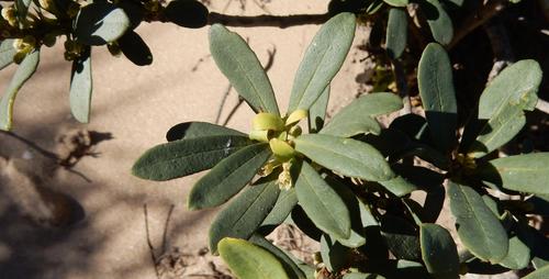 Dwarf Cape Beech (Rapanea gilliana)