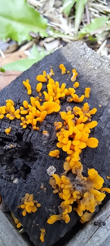 Dacrymyces spathularia