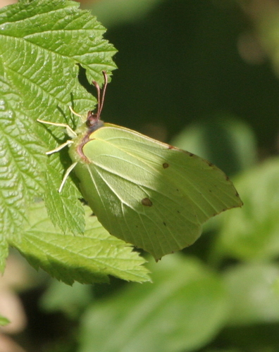 Common Brimstone photo 6