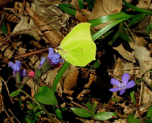 Common Brimstone photo 5