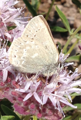 Satyrium semiluna