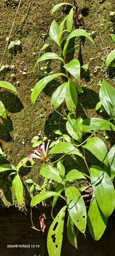Tricyrtis lasiocarpa, photograph 6