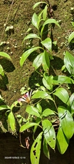 Tricyrtis lasiocarpa, photograph (c) 蜻蜓, some rights reserved (CC BY)