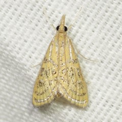 Daulia arizonensis