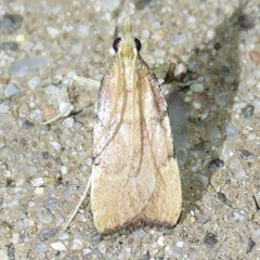 Paragalasa exospinalis