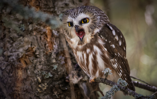 Mainland Northern Saw-whet Owl photographed in Washington