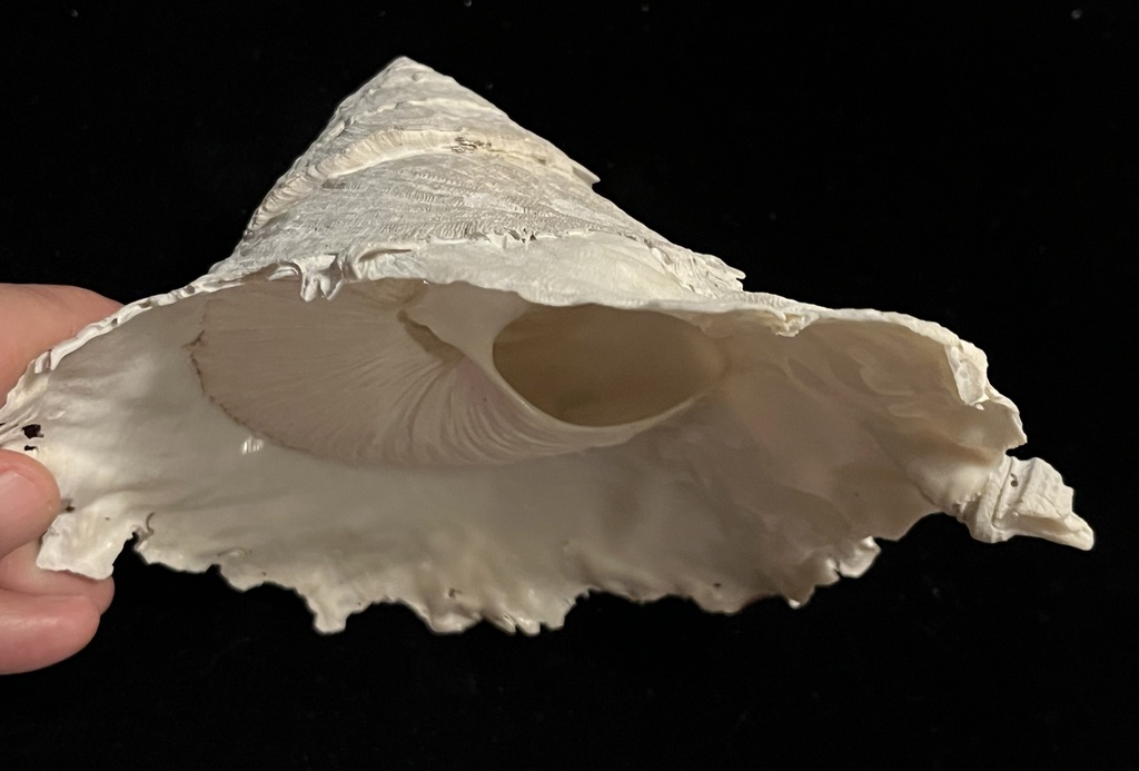 Carrying Shell Longley's carrier shell from Gulf of Mexico on September 24, 2024 at 11 ...
