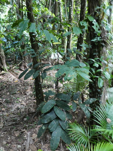 giant leaved tamarind (Mischocarpus grandissimus)