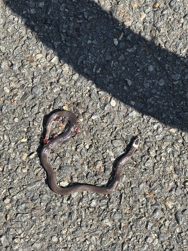 White-crowned Snake sighting