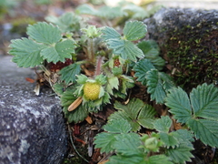 Fragaria hayatae