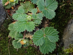 Fragaria hayatae