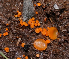 Cheilymenia raripila