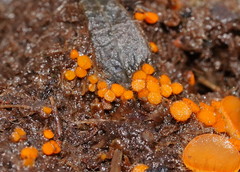 Cheilymenia raripila