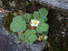 Fragaria hayatae
