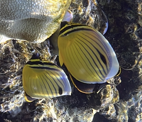 Exquisite Butterflyfish