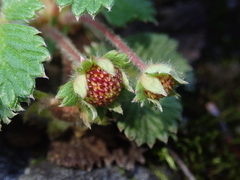 Fragaria hayatae