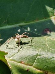 Pisaura mirabilis