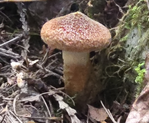 Western Hollow Jack (Suillus ampliporus)