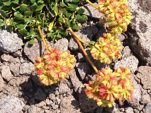 Eriogonum umbellatum var. covillei