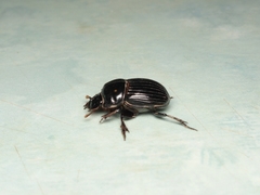 Copris incertus