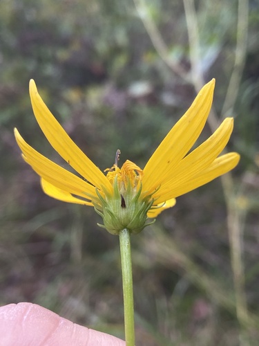 Image of Helianthus longifolius by (c) Scott Ward, some rights reserved (CC BY)