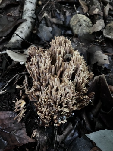 Ramaria