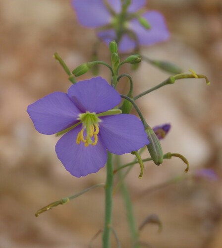 Image of Heliophila trifurca by no rights reserved