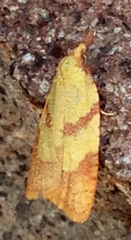 Sparganothis senecionana