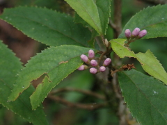 Callicarpa randaiensis