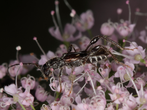 fuzáč polokrovkový (Molorchus minor)