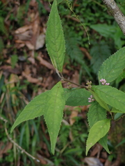 Callicarpa randaiensis