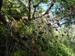 Alatosperma