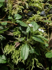 Trigonotis formosana