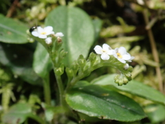 Trigonotis formosana