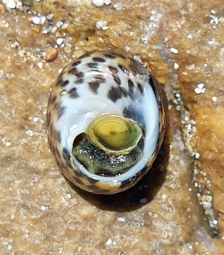 Würfelturbanschnecke