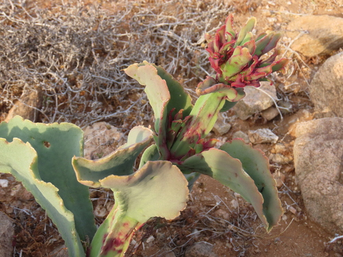 Image of Mesembryanthemum barklyi by no rights reserved
